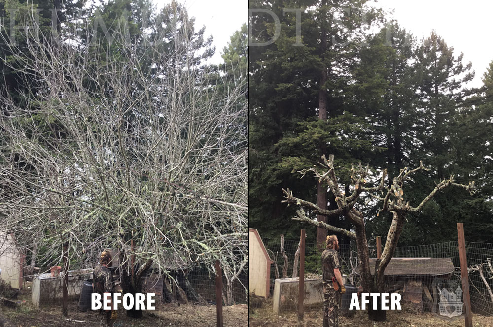 Humboldt Eureka Fruit Tree Pruning Before-After image 3113 1000x664v