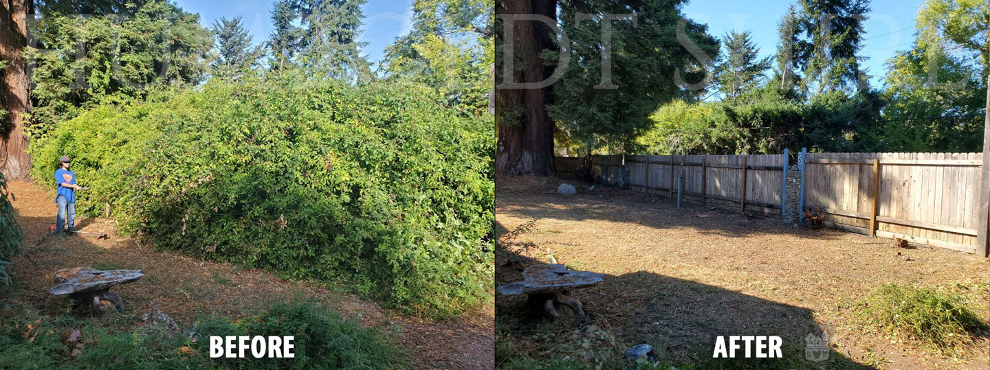 Humboldt Eureka Hedging cutting edge Before-After 0337 1440x539