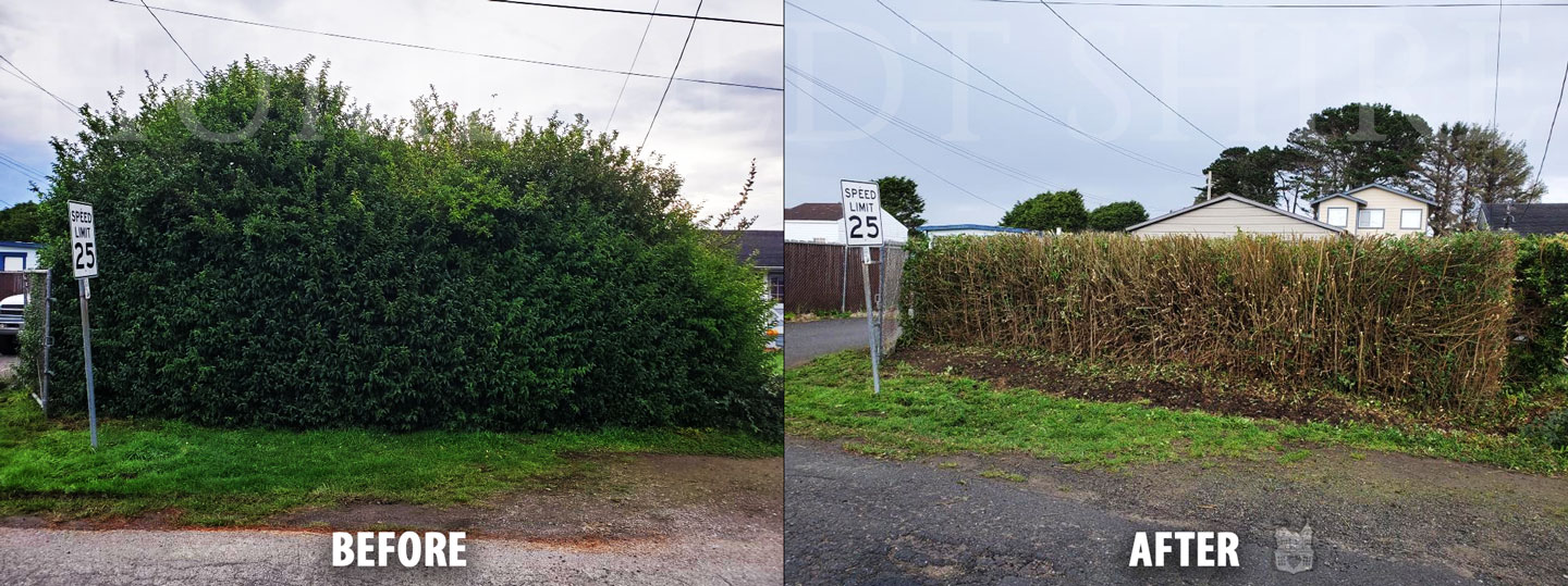 Humboldt Eureka Hedging cutting edge Before-After 1071 1440x539