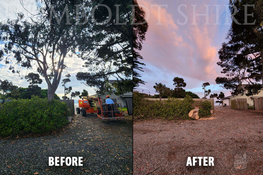 Humboldt Eureka Tree Care Before-After 0000 1000x664v