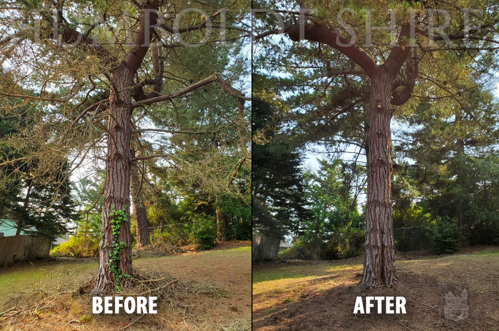 Humboldt Eureka Tree Care Before-After 0902 1000x664v