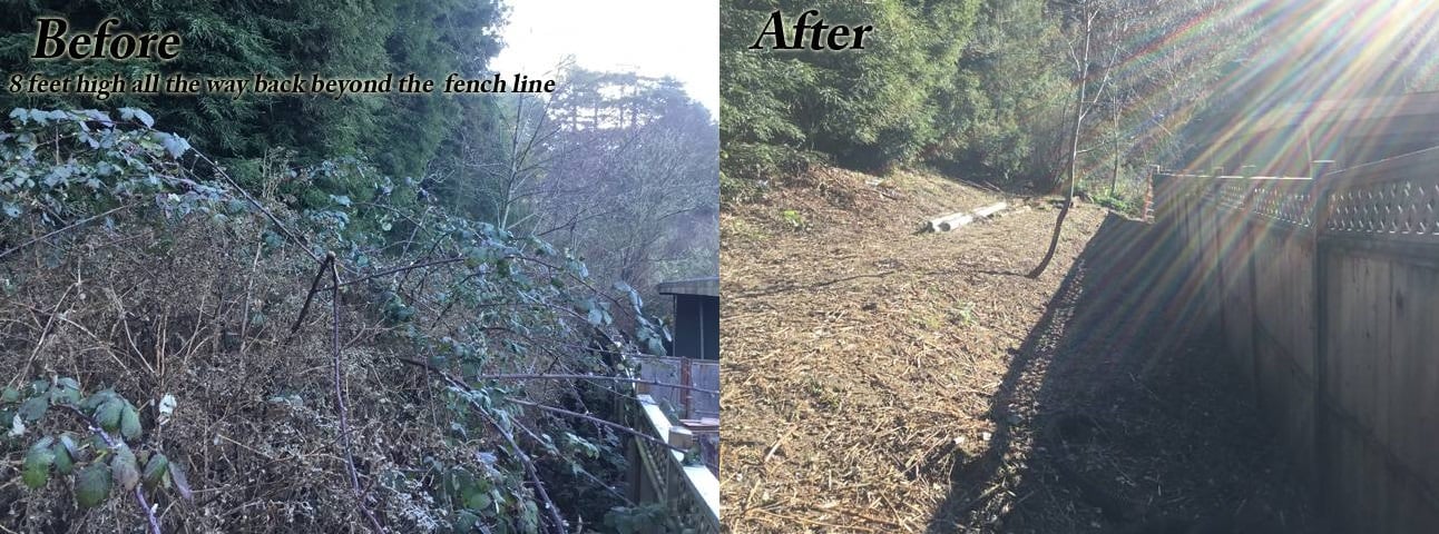image humboldt eureka landscaping weed whacking brush clearing before-after 8ft blackberries