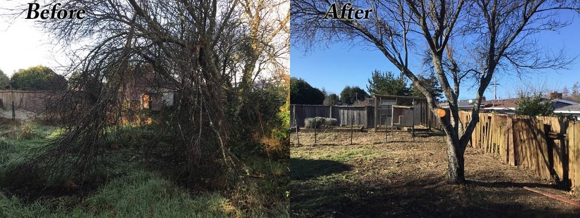 image humboldt eureka landscaping weed whacking brush clearing before-after tree pruning
