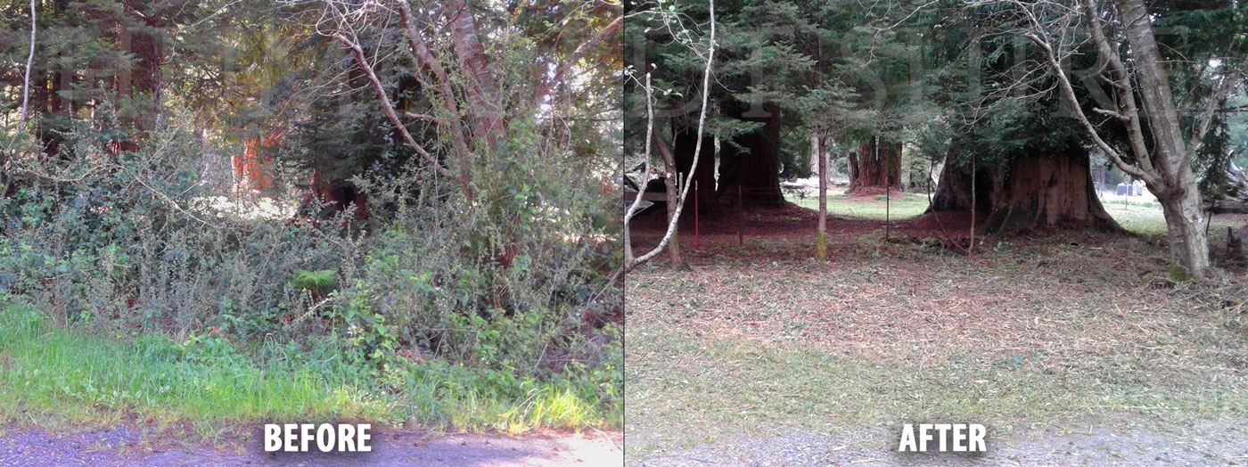 eureka humboldt weed whacking brush clearing landscaping before after AA pic